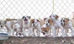 NKC reg, Beautiful red/white and blue/white puppies. DOB 04-14-13, Litter of 8, 3 males and 4 females left. Super litter will make great companion dogs. $800 and up. Contact Elma at 315-425-1939 or Tom at 678-292-3011. Also see Nealamericanbulldogs.com