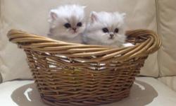 We are a small CFA Reg. Silver Persian Cattery breeding only a few litters a year. Kittens will be Vet Checked, Vaccinated and come with a Written Health Guarantee.
Gorgeous Silver Persian Kittens available. Kittens will have Beautiful green eyes with