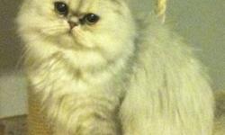BEAUTIFUL C.F.A SILVER PERSIAN MALE STUD CAT WITH HUGE GORGEOUS GREEN EYES AVAILABLE FOR SALE. THIRD PIC IS A SAMPLE OF THE BEAUTIFUL KITTENS HE PRODUCED. HE IS 8 YEARS OLD BUT IN PERFECT HEALTH AND CAN HAVE MANY YEARS STILL AHEAD OF HIM. HE WILL BE SOLD