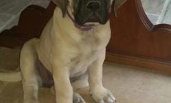 AKC. Limited registration. Gorgeous female. Hurry she won't last long. See more pictures at Copps Mountain Mastiffs English via facebook. . Tammie