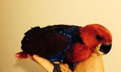 I hAve one female red with purple eclectus baby available. 10-11 weeks old now. Taking formula twice a day but also eating seeds and starting to fly. Asking $900. Will include formula with bird
Call text or email 516-418-6481