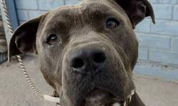 Ecko is located at Brooklyn Animal Care and Control. I am not affiliated with them. For more info about Ecko or to see his current status, copy/paste this link: