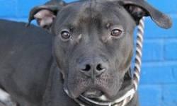 China is located at Brooklyn Animal Care and Control. I am not affiliated with them. For more info about China or to see her current status, copy/paste this link: