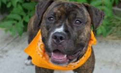 Dusty is located at Brooklyn Animal Care and Control. I am not affiliated with them. For more info about Dusty or to see his current status, copy - paste this link: