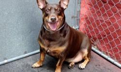 Duke is located at Manhattan Animal Care and Control. I am not affiliated with them. For more info about Duke or to see his current status copy - paste this link: