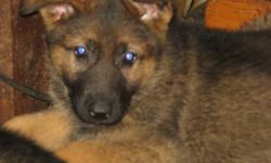 AKC German Shepherd pups- 2 females. I male, Shots-wormed.
100% lifetime Guarantee.
These are very well bred dogs., Import Parents.
Mother is full DDR, father is from world famous German Showlines
These pups are very well suited for sport, protection or