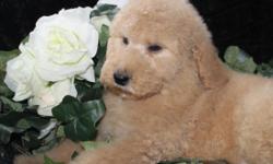 These babies are standard sized F2b Goldendoodles who would be a great choice for allergy concerns or if you do not want to deal with shedding. The parents are both health tested and they have been raised in our home with our family. We offer a 2 year