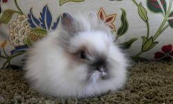 I have a small, beautiful lionhead bunny that needs a new home. She was purchased from a reputable breeder last year & comes from a line of pure bred award/show winning lionheads. Her name is Mocha from her beautiful mocha brown fur coat.
$50 & we would