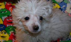 1 Male - Malti -chons , ( Maltese & Bichon Frise Mix)
Gorgeous pups born on 10/06/12
will be ready for new homes on 12/06/12
Loving , awesome personalities , very social, hypoallergenic , happy, healthy pups, love being bathed and blow dried, nails have