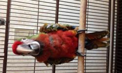 I have one GORGEOUS baby shamrock macaw. This is a hybrid macaw between a scarlet and a military. He has a beautiful coloration. Very friendly. Taking formula 2 times a day and eating fruits, pellets and seeds. Great personality and very talkative
Call