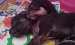 I have 5 beautiful Chihuahua puppies. 4 males, 1 female. will be around 6lbs. mother is 4.5lbs and father is about 6lbs. father is long haired akc registered Chihuahua, mother is purebred short haired Chihuahua without papers. from the looks of it, all