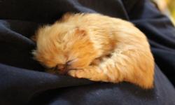 We have available an adorable red female Persian kitten. Her ancestry is from of the world's top catteries. When we restarted our cattery three years ago after a several year break, we searched the world for the best Persian cats possible. Unlike most