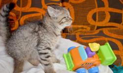 Ref: Albert05122016
Gorgeous Scottish Straight kitten for sale.
Kitten have already been taught to use the toilet.
The fur is brown-tabby color and is short, dense, and, very soft.
Kitten dewormed and vaccinated up to date, checked by Vet Doctor, health
