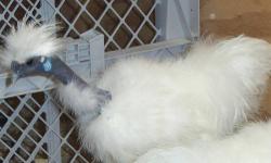 (1) Silver Partridge With a lot of Red Throughout - $10.00 (crowing).
(1) White Showgirl Cockerel...Stunning...Beautiful...Friendly...Has A Crooked Toe - $15.00 (crowing).
Both Cockerels Between 4 - 5 Months Of Age.
STONEWALL BEARDED JAPANESE SILKIE