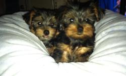 Pure breed Yorkie Puppies for Sale!! I have two 13 week old adorable female baby Yorkies for sale!!! These babies were born on July 3rd, 2014. They are very smart, playful and very loving!!! They are even trained to go to the wee wee pads!!! They've had