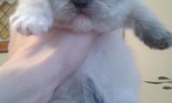 I have a female himalayan kitten that will be ready to go to her forever home on 5/2/15. All my parents are disease and parasite free. All kittens are raised with my two young children, so they are very friendly and loveable. Kittens are sold as indoor