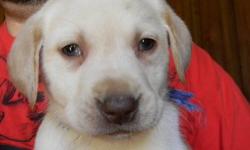 AKC light yellow Lab Puppy 8 weeks old on 10/9/13
Pick of the litter. Big girl. Shots, wormed. health guaranttee.