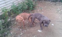 I have a litter of 8 only 4 left of the most adorable, health, obedient potty train pit bulls puppies, 2 month old. Very friendly mother( 100% pure red nose), is a family dog brought up around young kids, she is 3yrs old. I also own the father (100% gotti