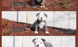 3 Beautiful Gottiline American Bully puppies are available off of Sultan x Zilla both parents on TheEliteSyndicate.com . These pups are way better looking in person, come see for yourself. You won't be disappointed if your looking for an extreme pocket