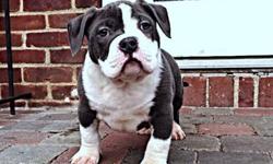 I have 1 male ($2,000) and 1 female ($1,500) for sale off of Sultan x Zilla both parents pictures and pedigree breakdown on my website TheEliteSyndicate.com Gottiline Dream Team Blood ! Extreme pocket Bullies !