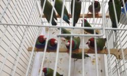 Gouldians finches sale as a pairs,each pair $ 120.00 and White Socitey Finches for sale if you need more info please call,NO cage & Cash thank