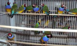 Gouldian Finches, Normal Green backs Red head Purple breast each $60 (Most this Gouldian are from Blue/Silver/Yellow parents + parents raised) I do Not sale Female alone, Yes with a Male as a pair for sale--NO BLUE & YELLOW FOR SALE--ONLY NORMAL GOULDIANS