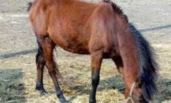 Grade - Trinket - Medium - Young - Female - Horse
Trinket is a yearling bay largish pony mare. She is very well mannered and kind. We think she will mature about 13 hands. She is a very refined hunter type pony who just needs a loving home where she can