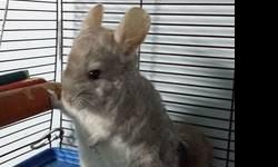 I have 4 chinchillas at home now. This one is male. Its color is gray. He is 10 months old. He is small, nice, and friendly to people and the other chinchillas.
I sell him just because one of my chinchillas always bites his ears, so I don't want him to