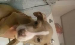 Beautiful 2 purebred blue nose pitbull puppies. We have 2 gorgeous pit pups available to forever homes. They are purebred. Loving, playful, and absolutely adorable. Pups r being paper trained amd have began crate training. Pups are up to date on shots and