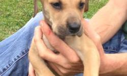 AKC registered female Great Dane.. Puppy has had 1st round of shots including deworming, lung and heart check. He is loving and playful and would make an excellent companion for any family. he is considered blonde now, but will probably turn completely