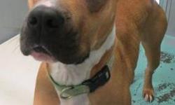 Great Dane - Enola - Large - Young - Female - Dog
(N0. 139) I'm called Enola but some call me Molly. I'm a 1 year old female Great Dane/ Pit Bull Terrier mix. My coloring is tan with dark fur around my eyes and muzzle. I have white on my chest and on my