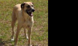 Great Dane - Princess Eevie - Large - Adult - Female - Dog
Princess Eevie made her journey from Mississippi to Pets Alive to find her forever family. She is about 5 years old and weighs 50 lbs To fill out an adoption application for this dog, please click