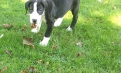 3 great looking black Great Dane Puppies
2 female, 1 male, vet checked 1st shoots,no papers, 450.00 ea.