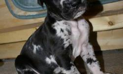Offering 8 CKC registered Great Dane Puppies for Sale. 3 males, 5 females. 2 Black females , 1Blue Male, 3 blue Harliquins feamles, 1 black Harliquin Male. Whelped on 1/8/2013, ready for homes on 3/9/2013.Parents on premises. Will be wormed and UTD on all
