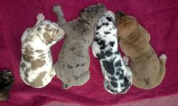 They are here 75% euro born june 6th, 2014 there are 7 available. 3 males colors are are fawneqin, fawn, & black,there are 4 females colors are fawnequin , harlequin, fawn merle & silver merle .. all come with full AKC registration. pups will be VET