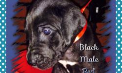 They are going fast ! I have AKC Great Dane puppies for sale. They were born on June 22,2014 and are ready to go home with you! I have only 2 females and 1 male left. The girls: 1 is fawn with a light muzzle, 1 is fawn with a dark muzzle. The male is fawn