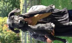 Great dane puppies for sale. Ready to go to their forever home. 1 Black female $600, 2 Mantles $800 each. They have been dewormed and given their first 2 shots. Parents are healthy and are on premises. Please email for further details!
1st pic is a Female