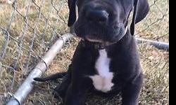 One beautiful great dane puppies left, born June 16th. These will be big beautiful Danes. Our last boy is weighing at 16lbs all ready at 6 weeks old. Mom is 25% European ckc registered Willow Ann, and she weighs in at 140lbs and stands 34'' at the