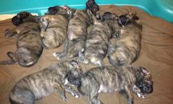 5 brindle Great Dane pups left for sale $725.00 AKC Reg. all female vet checked first shots and dewormed. Call or text 315-405-5863.
This ad was posted with the eBay Classifieds mobile app.