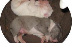 I have 2 beautiful male Dane pups, born 2-26-14, they will be ready to leave 8 weeks after this date. They will have shots, and be de-wormed several times, before leaving. They merle is $1,000, the price on the white will be decided when he is older, if