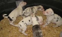 I have 1 Great Dane female available Dec. 1st. She will have her 1st shots and be dewormed, and have a 1 year health guarantee. The parents and grand parents are on the property. The price is without papers, papers can be bought for an additional $200.