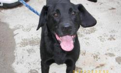 Great Dane - Tanner - Extra Large - Adult - Male - Dog
TANNER GREAT DANE/LABRADOR RETRIEVER MIX BLACK ARRIVED 09/25/12 @ NINE-YEARS-OLD @ 71 LBS MALE Tanner is a wonderful dog that was found running at large in the town of Schuyler Falls, New York. He