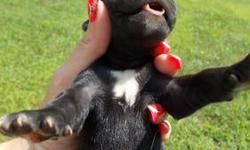 GREAT DANE PUPS BORN AUG 1 .TOTAL 12...( 8 BOYS 4 GIRLS )
FIRST SHOTS ,DEWORMED .GREAT TEMPERMENT ! RAISED WITH KIDS ,CATS EVEN FREE RANGE CHICKENS .THEY ARE FROM GREAT LINES .SORRY NO PAPERS OFFERED .FAMILY PETS ONLY .
READY............................
