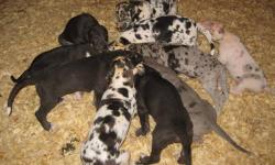 1 merle female sold
1 white male sold
1 harle female sold
A deposit will hold your favorite puppy until they are ready to leave home, on July 27th, will have 1st shots and be de-wormed 3 times, come with health guarantee. Please go to website for more