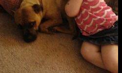 Meet Shelby our cute boxer/pit mix...she is very loving and great with my 3 year old! We recently adopted her but unfortunately she does not do well with our kitties. She is potty trained, all shots done and micro chipped. She is about 8 months old and