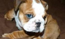 champion line english bulldog pups. Colors are red/white, fawn/white and brindle. Very photogenic. Will come with akc pedigree regisration, 5 generation akc pedigree certificate, health record, health certificate, health warranty, microchip, and immediate