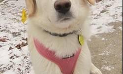 Great Pyrenees - Hannah - Medium - Young - Female - Dog
Hi! My name is Hannah, and I am a super friendly, ?happy-go-licky? (tee-hee!), 1 year old, 40 pound (so small!), very sweet Great Pyrenees/Lab mix! I was rescued from a very high-kill shetler in