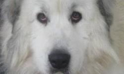 Great Pyrenees - Jerry Pyr - Extra Large - Young - Male - Dog
Jerry was born about March 17, 2010 and weighs about 120 lbs. He's one gorgeous, big, boy that has been nothing but a field dog since he was born. Jerry is learning all sorts of new things here