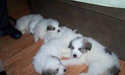 HI WE HAVE A FEW GREAT PYRENEES PUPS LEFT FROM OUR RECENT LITTER,THEY ARE PURE BRED.BOTH PARENTS ARE OUR PETS AND LIVE WITH US.DONT MISS A CHANCE TO OWN ONE OF THESE AMAZING DOGS.PLEASE CALL DEB AT 631 655 3331