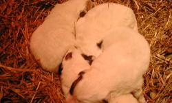 Great Pyrenees pups born Jan. 8 will be ready to leave March 11.
taking $25.00 deposit to hold your pick. 3 males. Time is getting closer,
pups are getting bigger, looking to fined there new forever homes. playful, curious. If your looking for a guardain